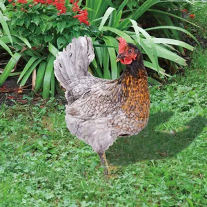Vue détaillée du piquet de jardin avec un design de poulet réaliste pour décorer votre espace vert.