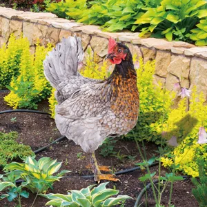Piquet de jardin poulet en métal décoration extérieure pour votre pelouse et cour