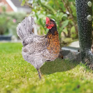 Piquet de jardin poule en métal décoration extérieure pour pelouse et ornement de cour
