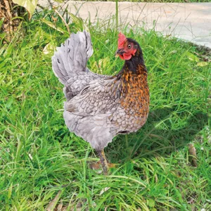 Piquet de jardin poule decoration exterieure pelouse art animalier en metal imper