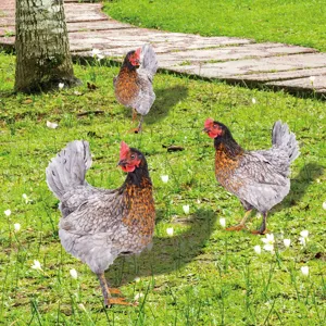Piquets de jardin poule en acrylique décoration pelouse étanche art de cour lot de 3
