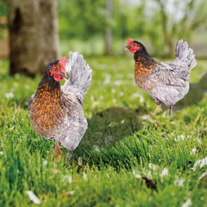 Piquet de jardin poulet en acrylique imperméable décoration pelouse exterieure