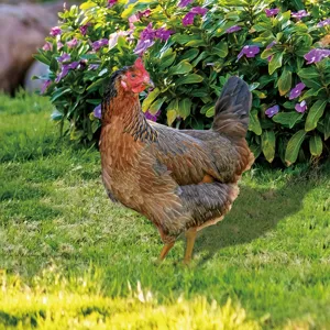 Vue détaillée du piquet de jardin poule 3D réaliste, idéal pour décorer la pelouse.
