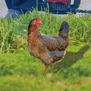 Vue détaillée du piquet de jardin réaliste en forme de poule dans l'herbe verte luxuriante.