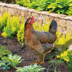 Piquet de jardin poule décoration extérieure étanche pelouse animal pour cour et parterre
