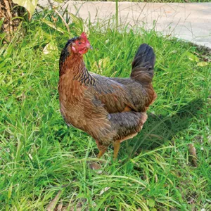 Vue détaillée d'un piquet de jardin poule, décoration extérieure colorée en acrylique pour pelouse.