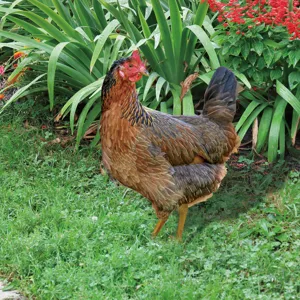 Piquet de jardin poulet sculpture en métal décoration pelouse ornement animal réaliste
