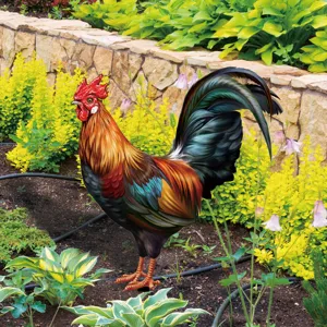 Piquet de jardin coq colore pour decoration exterieure, ornement de pelouse anime.