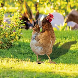 Piquet de poulet pour jardin detail de decor de pelouse avec design de volaille realiste.