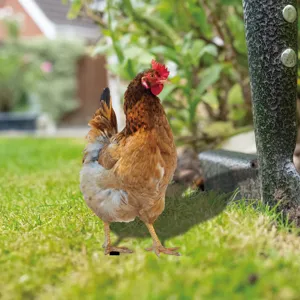 Piquet de jardin poule décoration extérieure silhouette réaliste ornement de pelouse étanche