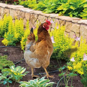 Piquet de jardin poule décoration extérieure de cour ornement de pelouse animal réaliste pour patio.