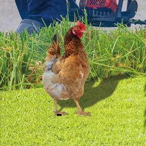 Detail de piquet de jardin avec silhouette de poule marron realiste sur gazon vert.