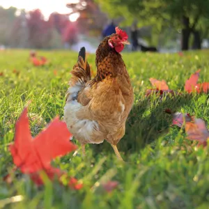 Piquet de jardin poule en acrylique decoration exterieure pelouse animal vue detaillee