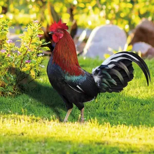 Piquet de jardin coq en acrylique colore decoration de pelouse exterieure art de cour