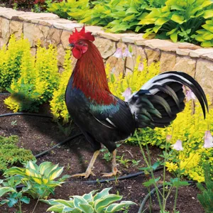 Piquet de jardin coq en métal coloré décoration extérieure figurine pelouse et terrasse