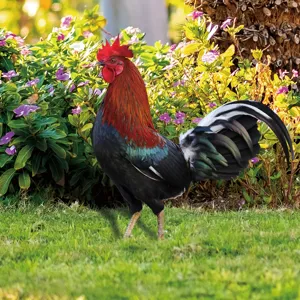 Vue détaillée du piquet de jardin coq, belle figurine animale de pelouse décorative.