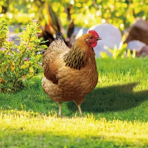 Metal chicken garden stake iron yard art outdoor lawn festival decoration product detail