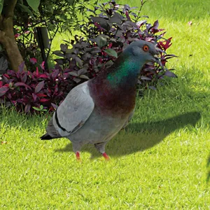 Detailed close-up of the metal pigeon garden stake ornament on a lush green lawn.