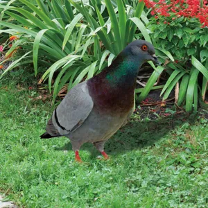 High-definition outdoor pigeon wildlife photography in a green garden with red flowers.