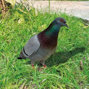 Detailed view of the realistic garden pigeon animal ornament in outdoor green grass setting.
