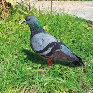 Metal pigeon garden stake, outdoor yard lawn art decoration, iron animal ornament for patio.