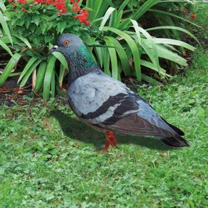 Outdoor garden pigeon decor detail view showing natural feather texture and colors.