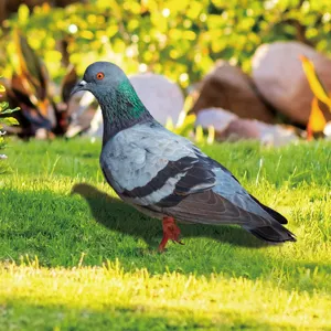 Metal pigeon garden stake outdoor yard art decorative lawn ornament statue yard decor