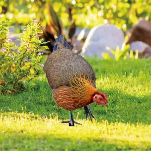 Metal chicken garden stake for outdoor yard lawn decoration, realistic hen silhouette decor.