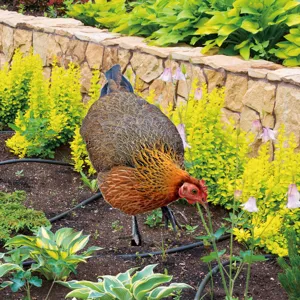 Outdoor garden metal chicken stake detail, realistic feather texture, decorative yard art.
