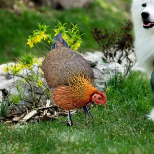 Metal chicken garden stake outdoor yard art decor detail view showing realistic hen design.