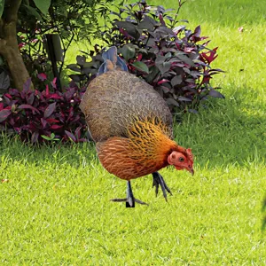 Metal chicken garden stake close-up, vivid feather pattern, outdoor yard lawn decoration details.