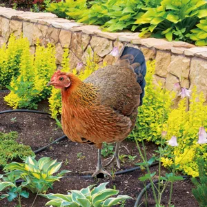 Outdoor garden metal hen stake detail view, showing realistic chicken silhouette in flowerbed.