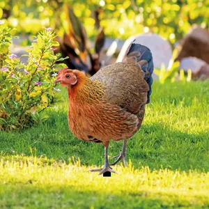 Metal chicken yard stake outdoor garden decor iron art lawn ornament for holiday yard decoration
