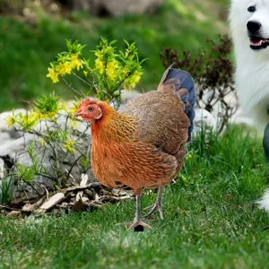 Metal chicken yard stake for outdoor garden decoration, durable iron art hen ornament.