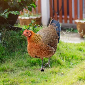 Metal chicken garden stake iron art outdoor yard decoration lawn ornament animal statue