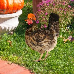Primer plano de la estaca de jardín de pollo de Halloween con sombrero de bruja naranja.