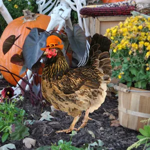 Estaca de jardín de pollo de Halloween con sombrero de bruja, decoración festiva al aire libre.