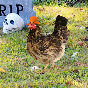 Estaca de jardin de pollo de Halloween con sombrero de bruja decoracion de exterior