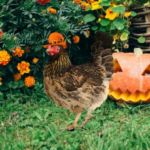 Estaca de jardín de pollo de Halloween cartel decorativo para césped y fiesta festiva