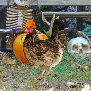 Estaca de jardín de pollo de Halloween con sombrero de bruja decoración césped aterradora