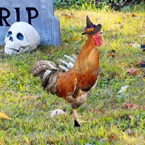 Estaca de jardín de Halloween con gallo, sombrero de bruja y calabaza para decoración exterior.