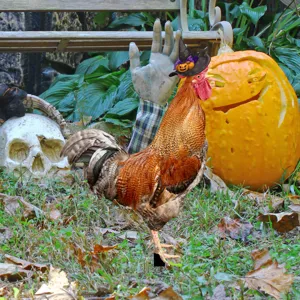 Estaca de jardin de gallo de Halloween con sombrero de bruja para decoracion exterior.