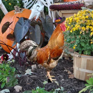 Estaca de jardín de gallo de Halloween decoración exterior sombrero de bruja 1pz nuevo
