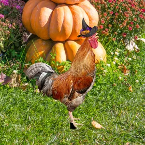 Estaca de jardín gallo de Halloween, decoración césped sombrero bruja calabaza detalle.