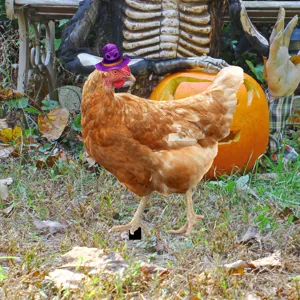 Sombrero de bruja de Halloween para gallina disfraz de mascota fiesta decoración púrpura