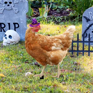 Estaca de jardín de pollo de Halloween lindo animal sombrero de bruja césped decoración signo