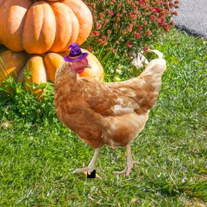 Estaca de jardín de pollo de Halloween césped decoración lindo sombrero de bruja acrílico