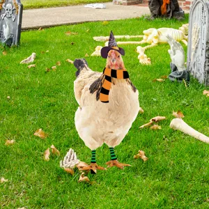 Halloween disfraz de pollo sombrero de bruja bufanda a rayas mascota divertido atuendo festivo