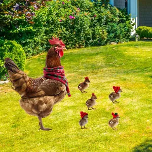 Picchetti da giardino di pollo di Natale in metallo decorazioni per prato all'aperto