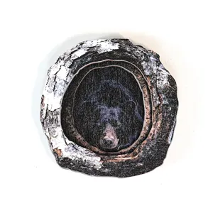 Detailed view of the wooden tree hollow black bear magnetic sticker, natural grain texture.
